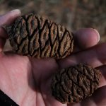 I coni sono di media dimensione, lunghi fino a sette centimetri